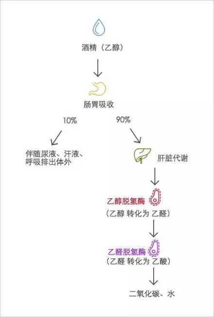过年喝酒前，你要了解的六大真相