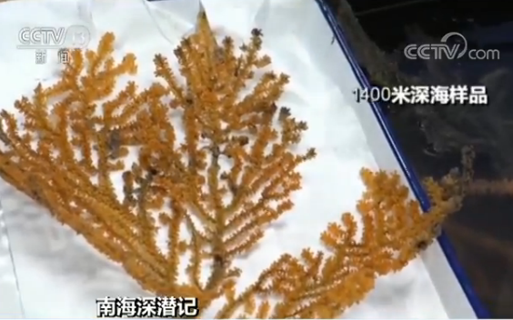 8旬院士乘深海勇士号潜海底1400多米 他获得的专项也挺多的