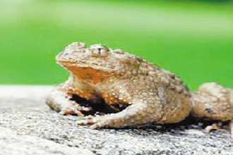 伤口无疤愈合，可请大蹼铃蟾来帮忙