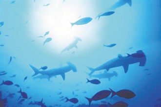 并不是“色盲” 深海鱼类 也有彩色视觉