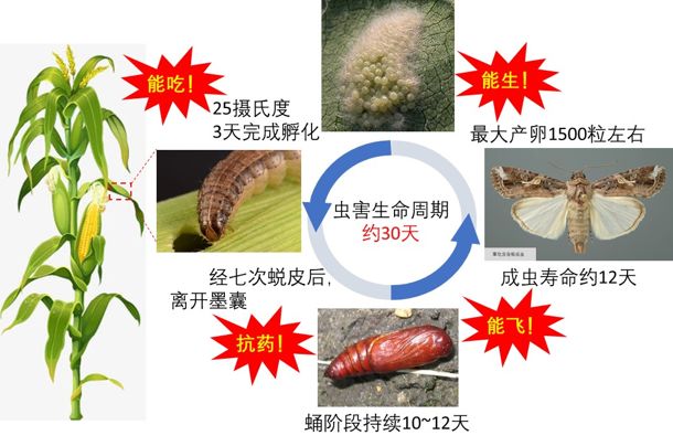 草地贪夜蛾的虫害周期和独特天赋   作者供图