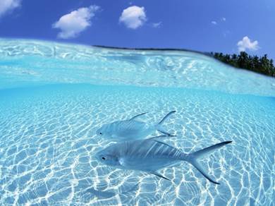 Image result for 透明 海水