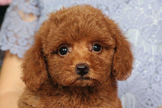 泰迪犬.jpg