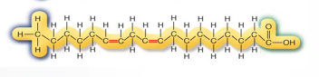 多不饱和脂肪酸结构式