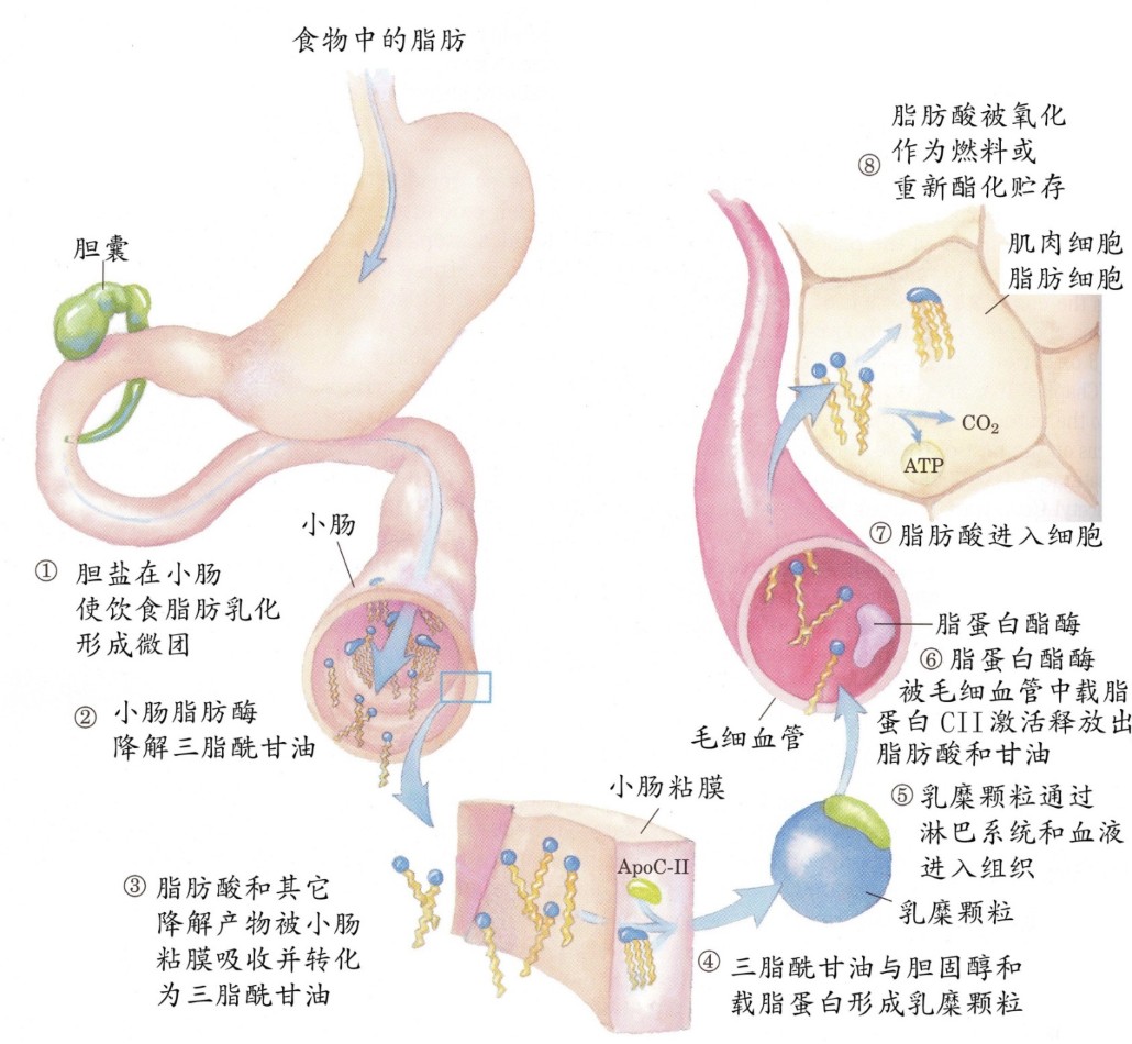 脂肪的消化吸收过程 脂肪的消化吸收过程