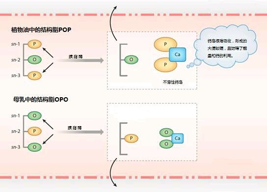 OPO与POP的不同命运 OPO与POP的不同命运