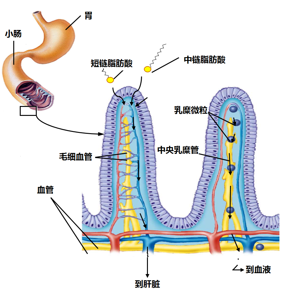 中短链脂肪酸的捷径 中短链脂肪酸的捷径