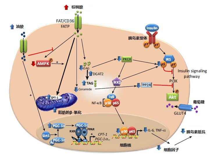 油酸增加胰岛素敏感性 油酸增加胰岛素敏感性
