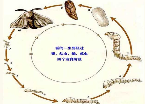 你没听错：来不及吃的蚕蛹变成蛾子飞走了！！！_科普中国网