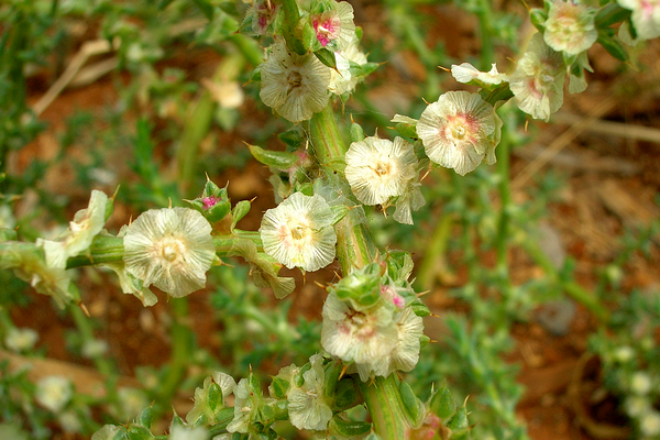 风滚草2