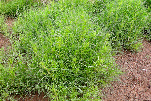 风滚草5