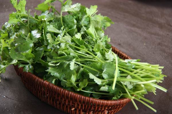 香菜为什么风行世界?