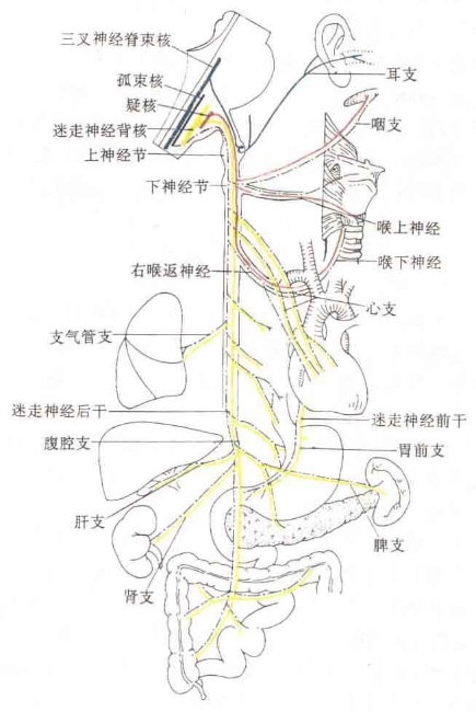 迷走神经