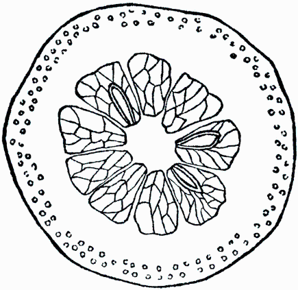 橘子瓣