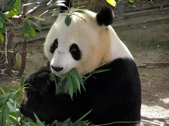 大熊猫是什么时候爱上竹子的?-responsive 大熊猫是什么时候爱上竹子的?