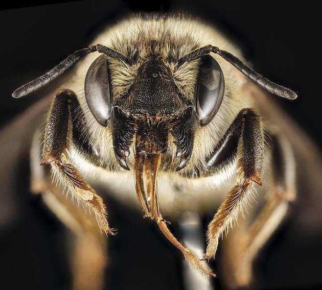 他们发现两种主要蜜蜂物种——Bombus balteatus和Bombus sylvicola，它们的舌头平均比40年前的同类变小了。