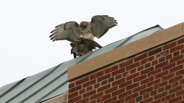 鸟类世界的“狗血剧”：原配疗伤 小三上位