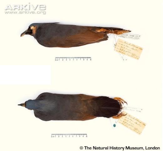 所罗门冕鸽标本，现藏于伦敦自然历史博物馆 来源：arkive