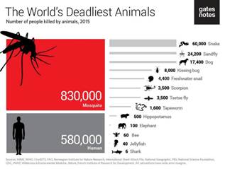 the-worlds-deadliest-animals-22ee64 (1)