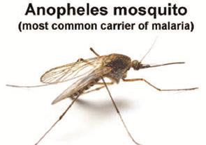 Anopheles-Malaria-mosquito (1)