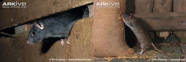 牙买加稻鼠的灭绝：人类不可饶恕的短视