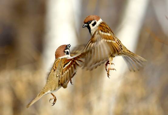 image011-responsive image011