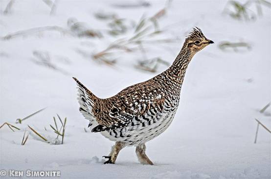 image012-responsive image012