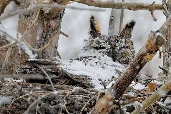 image017-responsive image017