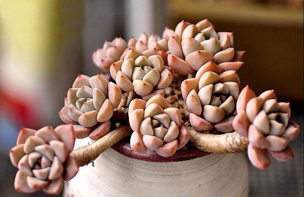 多肉-responsive 多肉