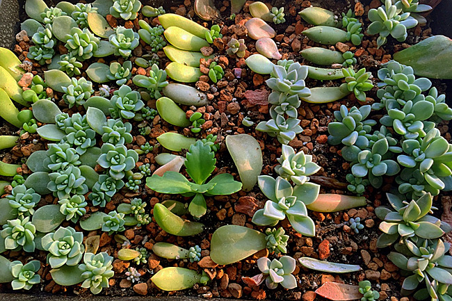 叶插-responsive 叶插