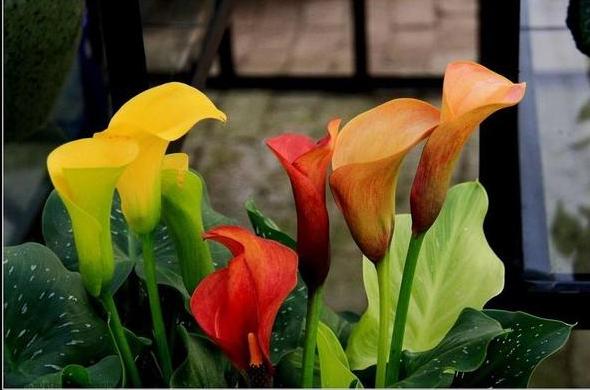 彩色马蹄莲 来源 dcbbs.zol.com.cn 彩色马蹄莲 来源 dcbbs.zol.com.cn