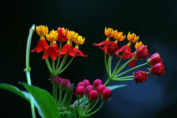 马利筋-responsive 马利筋