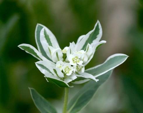 叶上白 来源 blog.sina.com.cn 叶上白 来源 blog.sina.com.cn