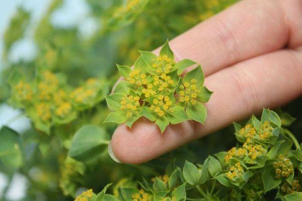 叶上黄金 来源 www.xhpfw.cn 叶上黄金 来源 www.xhpfw.cn