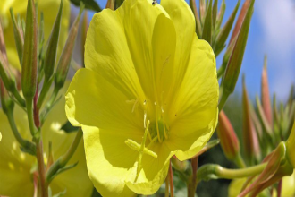 植物没有耳朵，但它们比我们想象的“听”得更好