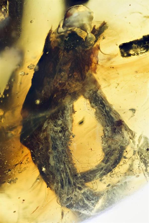 被吃剩的古鸟:古生物学家发现一亿年前琥珀森林餐余