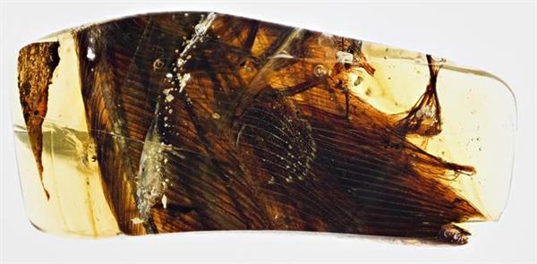 被吃剩的古鸟:古生物学家发现一亿年前琥珀森林餐余