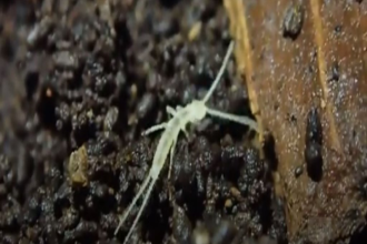 这种虫子数万年前就已遍布各地，然而我们现在才发现它