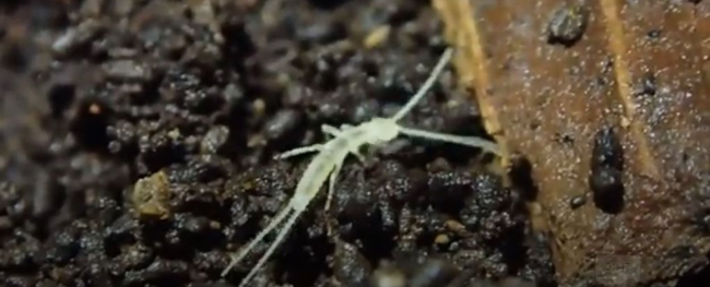 这种虫子数万年前就已遍布各地,然而我们现在才发现它1-responsive 这种虫子数万年前就已遍布各地,然而我们现在才发现它