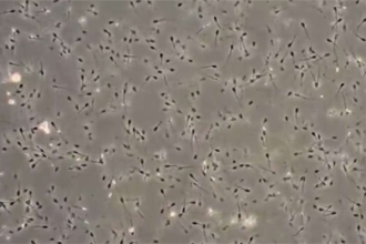 尽管冷藏已久，世界上最古老的精液仍能够使母羊怀孕