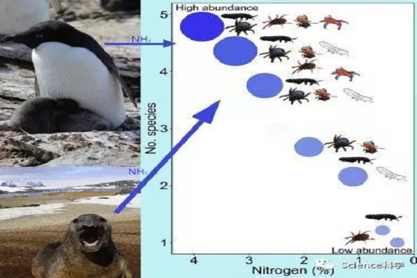 在南极洲 企鹅和象海豹的一点点粪便会大有帮助