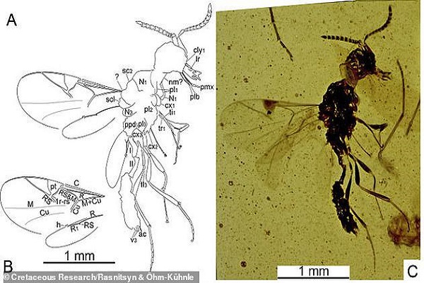 1亿多年前的“吸血鬼黄蜂”竟拥有细长尖牙