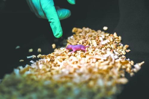 两个爸爸也能生“孩子”了 虽然只活了48小时